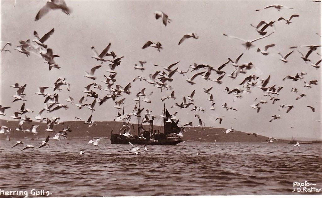 Herring Gulls & Fishing Boat, SHETLAND ISLANDS - J. D Rattar RP by mark's vintage topographical postcards is marked with CC PDM 1.0